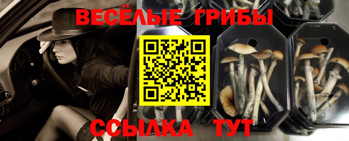 Псилоцибиновые грибы мицелий  Вход с VPN  Арзамас 